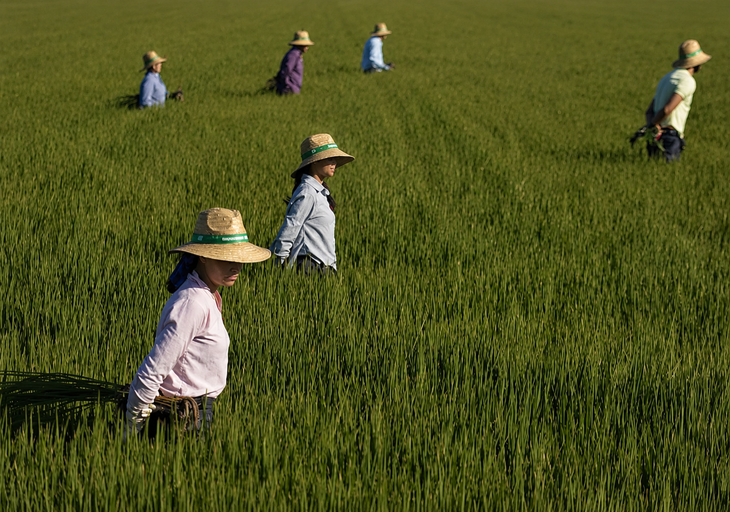 Agricultoras de Cayaltí trabajando en el campo al amanecer